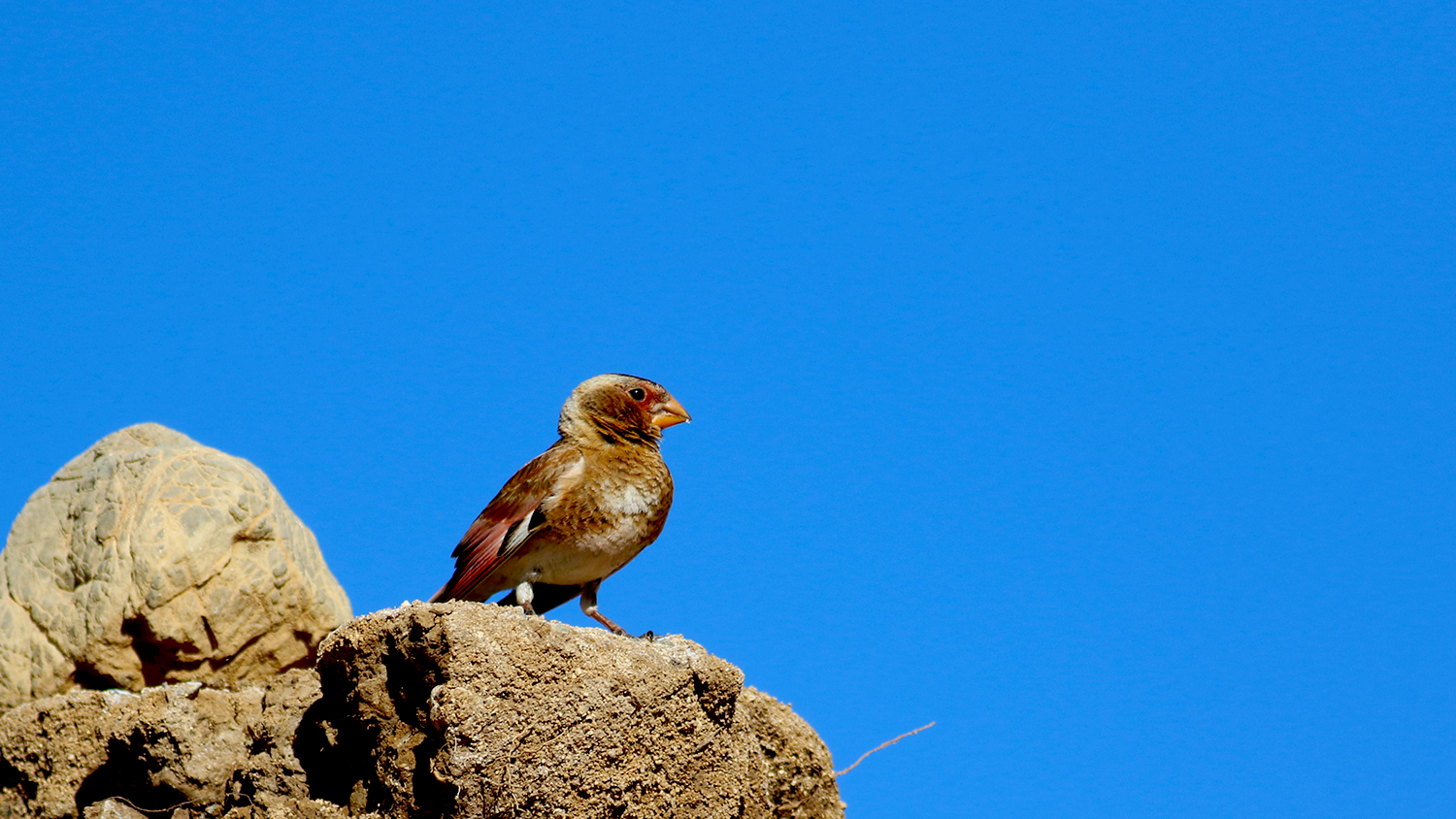 Crimson-winged Finch